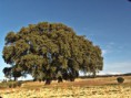 /album/foto-galeria/a100-1096-jpg/